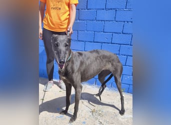 Athena - wunderschöne Galga mit dunklem Fell sucht ihr Zuhause