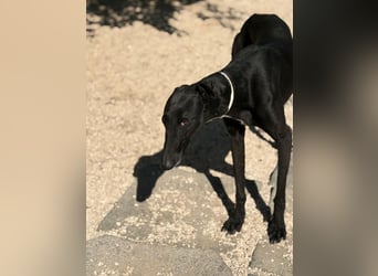 Cacahuete - schwarzer Galgo mit sanfter Seele sucht sein Glück