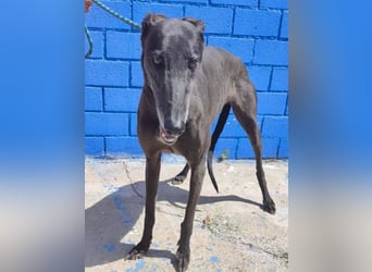 Athena ,wunderschöne Galga mit dunklem Fell sucht ihr Zuhause