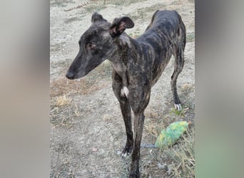 Candela, träumt von einem warmen Körbchen