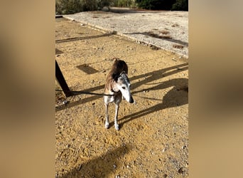 Artillera, wünscht sich ein warmes Plätzle