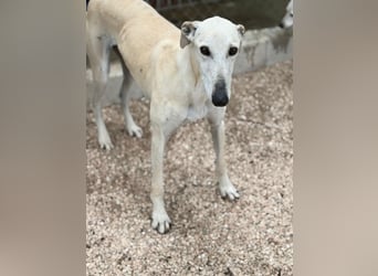 Tigrillo- cremefarbener Langbein sucht sein Glück