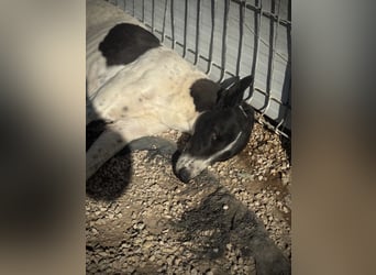 Chantelle, sucht ein warmes Körbchen