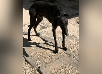 Cacahuete - schwarzer Galgo mit sanfter Seele sucht sein Glück