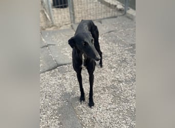 Indira, eine tolle schwarze Galga