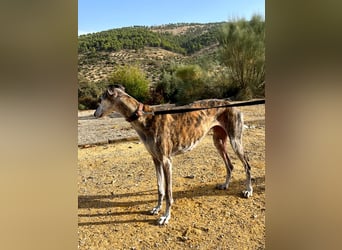 Artillera, wünscht sich ein warmes Plätzle