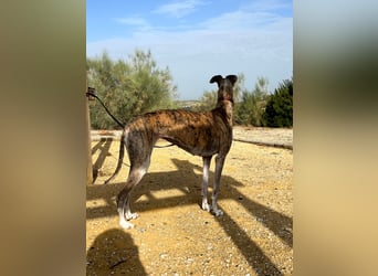 Artillera, wünscht sich ein warmes Plätzle