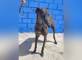 Athena ,wunderschöne Galga mit dunklem Fell sucht ihr Zuhause
