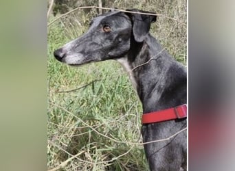 Gala, ein zartes Seelchen hoff auf eine Chance