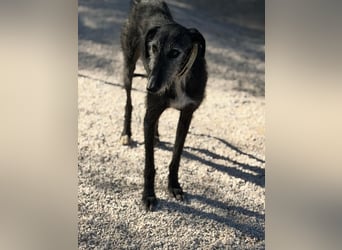 Carbón , ein bezaubernder Rauhaar Galgo