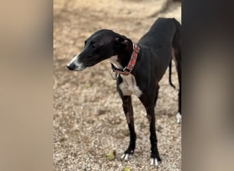 Jadiya - schwarze Galgo-Schönheit mit weißem Herzfleck sucht ihr Glück