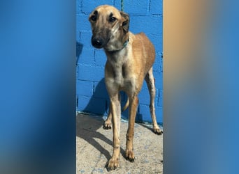 Marshal, er musste viel Leid ertragen