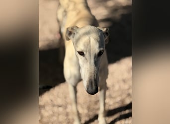 Tigrillo- cremefarbener Langbein sucht sein Glück