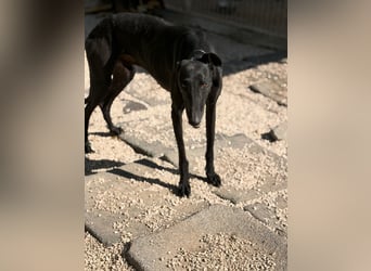 Cacahuete - schwarzer Galgo mit sanfter Seele sucht sein Glück