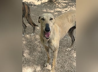 Giovana - sanfte Galgo-Schönheit sucht ihr liebevolles Zuhause