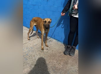 Marshal, er musste viel Leid ertragen