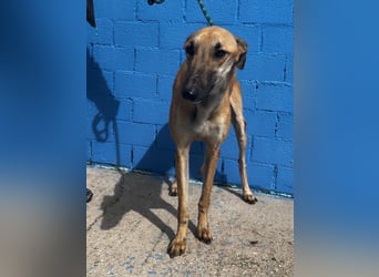 Marshal, er musste viel Leid ertragen