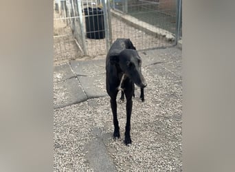 Indira, eine tolle schwarze Galga