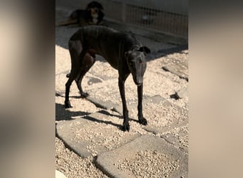 Cacahuete - schwarzer Galgo mit sanfter Seele sucht sein Glück