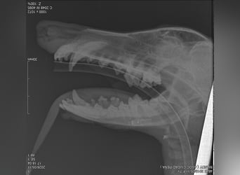 Mandi - junge und katzenfreundliche Galga mit besonderem Gesicht und viel Lebensfreude