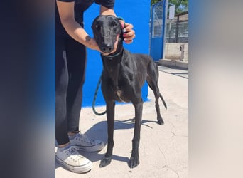 Limoncello ,Ein Herz aus Gold im schwarzen Galgo-Gewand