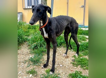 Mandi - junge und katzenfreundliche Galga mit besonderem Gesicht und viel Lebensfreude