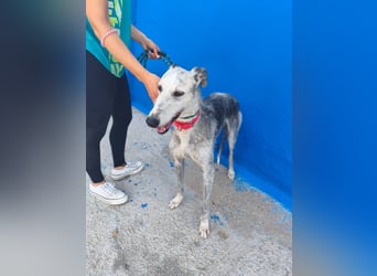 Tejón - ältere Galgo-Seele sucht wieder ein Zuhause