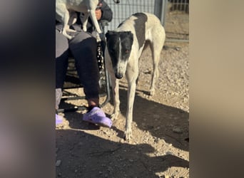 Chantelle, sucht ein warmes Körbchen