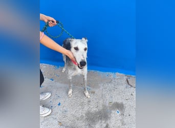 Tejón - ältere Galgo-Seele sucht wieder ein Zuhause