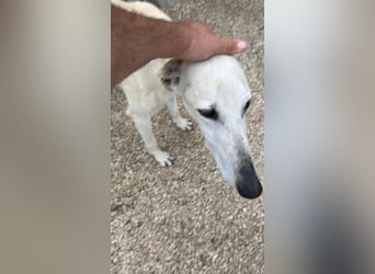 Tigrillo- cremefarbener Langbein sucht sein Glück