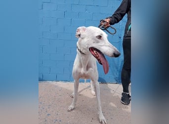 Niko, hofft auf sein Weihnachtswunder