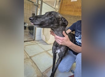 Candela, träumt von einem warmen Körbchen