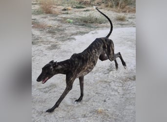 Candela, träumt von einem warmen Körbchen