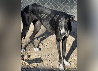 Gala, ein zartes Seelchen hoff auf eine Chance