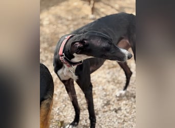 Jadiya - schwarze Galgo-Schönheit mit weißem Herzfleck sucht ihr Glück
