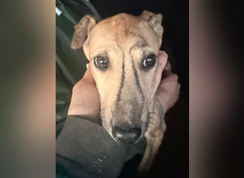 Alvaro, kleine Langnase zum verlieben