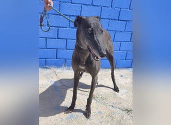 Athena - wunderschöne Galga mit dunklem Fell sucht ihr Zuhause