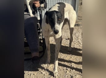 Chantelle, sucht ein warmes Körbchen