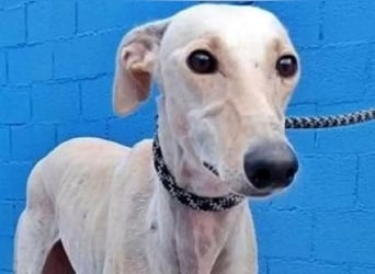 Coco, eine hübsche Langnase wartet auf sein Glück