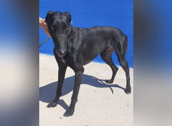 Limoncello - Ein Herz aus Gold im schwarzen Galgo-Gewand