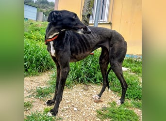Mandi - junge und katzenfreundliche Galga mit besonderem Gesicht und viel Lebensfreude