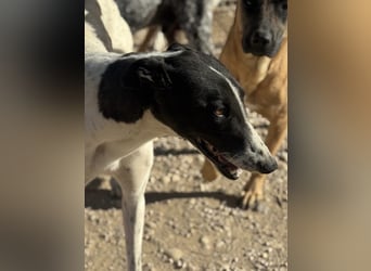 Chantelle, sucht ein warmes Körbchen