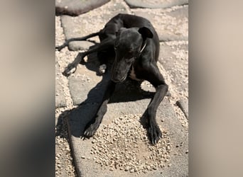 Cacahuete - schwarzer Galgo mit sanfter Seele sucht sein Glück