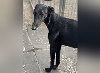 Indira, eine tolle schwarze Galga