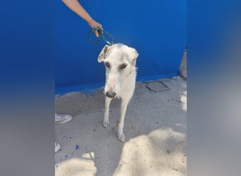 Pinocho ,sanfter Rauhaar-Galgo mit besonderem Charme sucht sein Glück