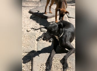 Cacahuete - schwarzer Galgo mit sanfter Seele sucht sein Glück