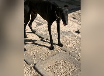 Cacahuete - schwarzer Galgo mit sanfter Seele sucht sein Glück