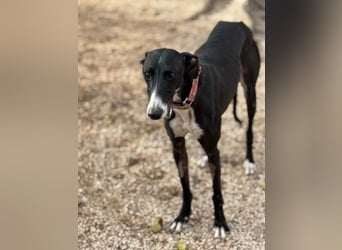 Jadiya - schwarze Galgo-Schönheit mit weißem Herzfleck sucht ihr Glück