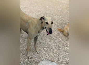 Giovana - sanfte Galgo-Schönheit sucht ihr liebevolles Zuhause