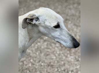 Tigrillo- cremefarbener Langbein sucht sein Glück